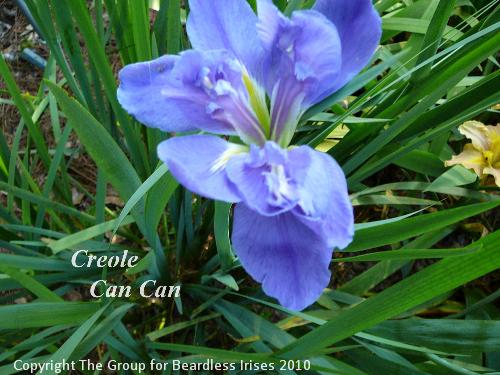 Creole CanCan 